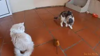 Funny Cat Reactions to a Moving Robo Mouse! | Meowing TV.