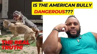 Is the American Bully a DANGEROUS DOG???