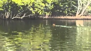 Swimming Wallaby