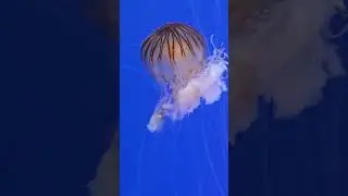 Hypnotic Movements of the Japanese Sea Nettle 🌊💛