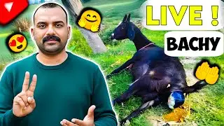 Goat Giving Birth Live Explained | Normal Delivery Care for Farmers