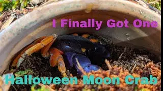Halloween Moon Crab: I Finally Got One (So Excited)