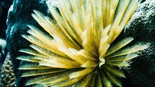 Halmahera Dive Expedition &ndash; Exploring Indonesia&rsquo;s Untouched Reefs