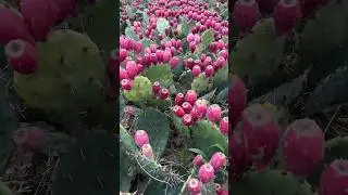 Lots of cactus fruits #cactus #fruit #amazing