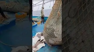 Massive Mullet Haul: Fishermen's Incredible Catch at Sea #shortvideo #shorts