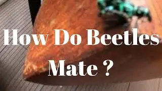 HOW DO BEETLES MATE ?