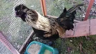 silkie Easter egg cross rooster