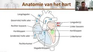 Bio - De anatomie van het hart uitgelegd - H8 #2