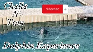 The BEST Swimming Dolphin Experience Freeport Bahamas #dolphin #dolphins #travel #caribbean