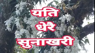 Orchids in the Himalaya | Flowers | Flowers in the Mountain