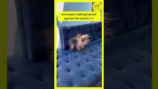 she keeps rubbing herself against the couch😅😅 #funny #funnyvideo #cutepets #cutedog