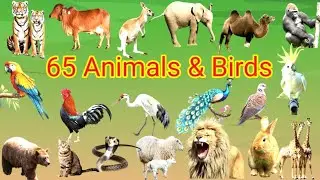 Animals Name | Birds Name | Animals and Birds | 65 পশু পাখির নাম | Learn Animals and Birds Sound