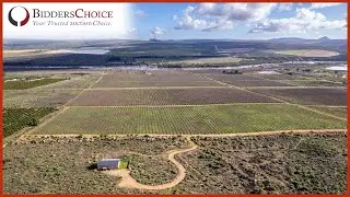 Table Grape Farm With Water Rights On Auction In Clanwilliam