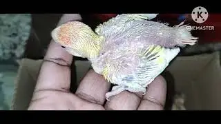 THE WORLD OF NATURE'S HAND FEEDING PET BABY BIRDS 🐥