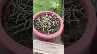 how to grow Cypress vine plant from seeds #plantcare #terracegardenig #cypreesvine#starflower#sorts