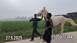 நொக்ரா ஆண் குதிரை விற்பனைக்கு #bestquality #nukra #stallion #forsale #bestprice #northindia #travel 