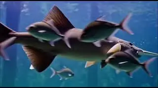 Shark with long snout