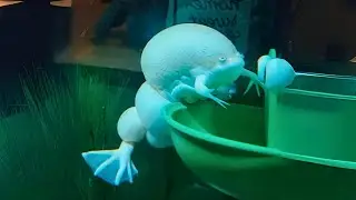 African Clawed Frog 🐸 Inflate Like a Balloon!