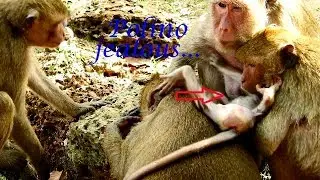Oh! Polino see Popeye give nursing care brother Sweetpea, Polino jealous & jump to get milk.