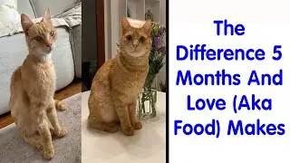 Powerful Before & After Pics Show How Rescue Can Change A Cat - Rescue Cat #2