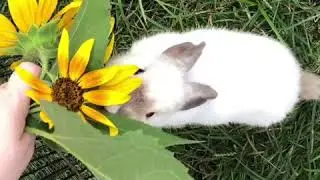 Adorable bunny eating sunflowers