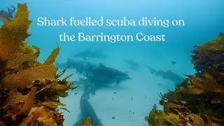 Epic Shark Scuba Diving | UW Cinematic Film | Forster NSW