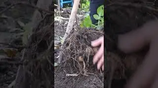 Overwintering dahlias - Growing & Flowering Vegetable Garden