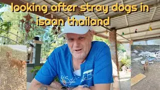 looking after dogs in thailand