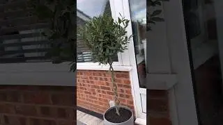 B&Q | BAY TREE | GARDENING | TOPIARY | OUTDOOR PLANTS | HOME DECOR | SPIRAL STEM | GARDEN CENTRE