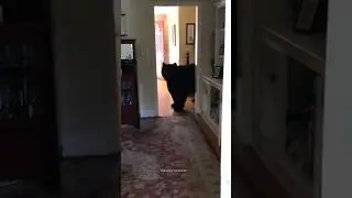 Wild Animals Invading House Caught on Camera😳 #bear #animals #wildlife #shorts #wildanimals
