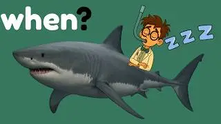 When Do Sharks Sleep? | Shark Facts Explained