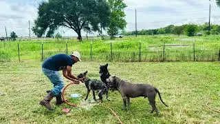 chucky dogger and floppy getting 🛀  #puppy #dog #funny #fun #vlog #country #animals 