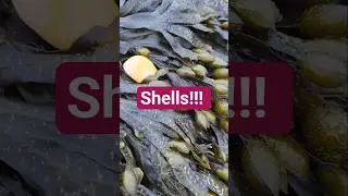 shells! #beachcombing #beach #sea #shells #seashell #fun #beachglass #seashells