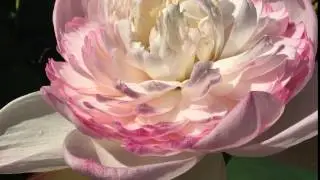 Super Lotus