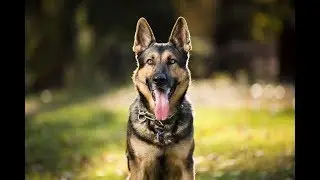 Майнинг + кран DOGE COIN . Заработок криптовалюты без вложений на своем компьютере .