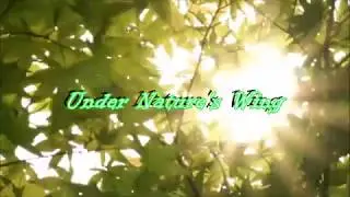 Under Nature's Wing - Millie B and His Mysterious Decibels (Nature Themed Instrumental)