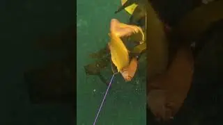 Shooting a butter fish #capetown #falsebay #capepoint #spearfishing