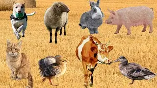 Benefits of Farm Animals: Rabbit, Sheep, Cat, Duck, Chicken, Cow,Pig&ndash; Animal Moments