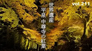 【2023東北紅葉ハンター】世界遺産 平泉 中尊寺の紅葉【撮影日2023.11.8】