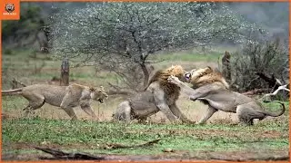 Age vs Energy Dramatic Lion Clash Caught on Camera! | Animal Fight