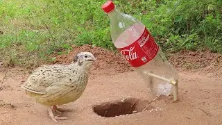 Easy Underground Quail Trap Using Plastic Bottle And Woods - Simple Unique Bird Trap