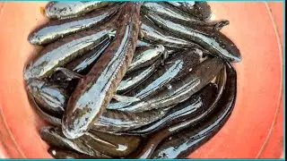 THĂM 15 CÁI LỜ CÁ TRÚNG HƠN 6KG CÁ LÓC TO GHIỀN QUÁ MỜI CẢ NHÀ THĂM LỜ TRÚNG CÁ LÓC TO CÙNG NHÂN LÊ 
