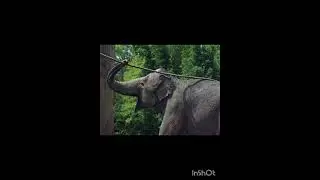 The Untold Story of Elephants| Rare Images from the Wild #ASMR #cute #wildlife #animals #elephants.