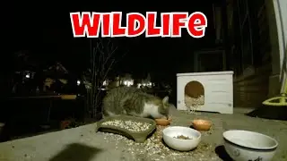 Live Wildlife Bird Cam Sunday! 🦝🐦🦌😻🦊