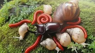 Macro Magic : The Incredible World of Millipedes, Beetles and Snails #Millipede #educationalMilipede