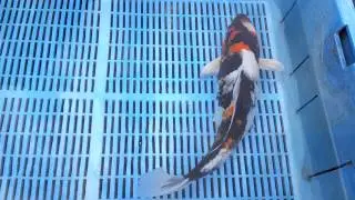 Showa Koi Carp for Sale - Mitchkoi
