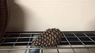 Time lapse of pinecone opening up.