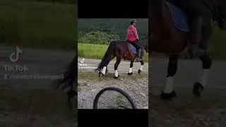 milj&oslash; trening av d&oslash;lehest