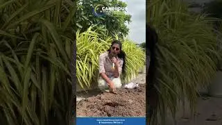 Learning Beyond Books | International Mud Day at Candiidus International School