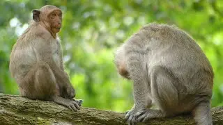 JINX Lost Feeling Good Coz JADE Monkey Not Give Milk & She So Ignore Mom Even She Try To Comforting.